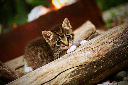 开云体育官网-大舞台法则，从深圳到世界，东契奇诠释真正的强势
