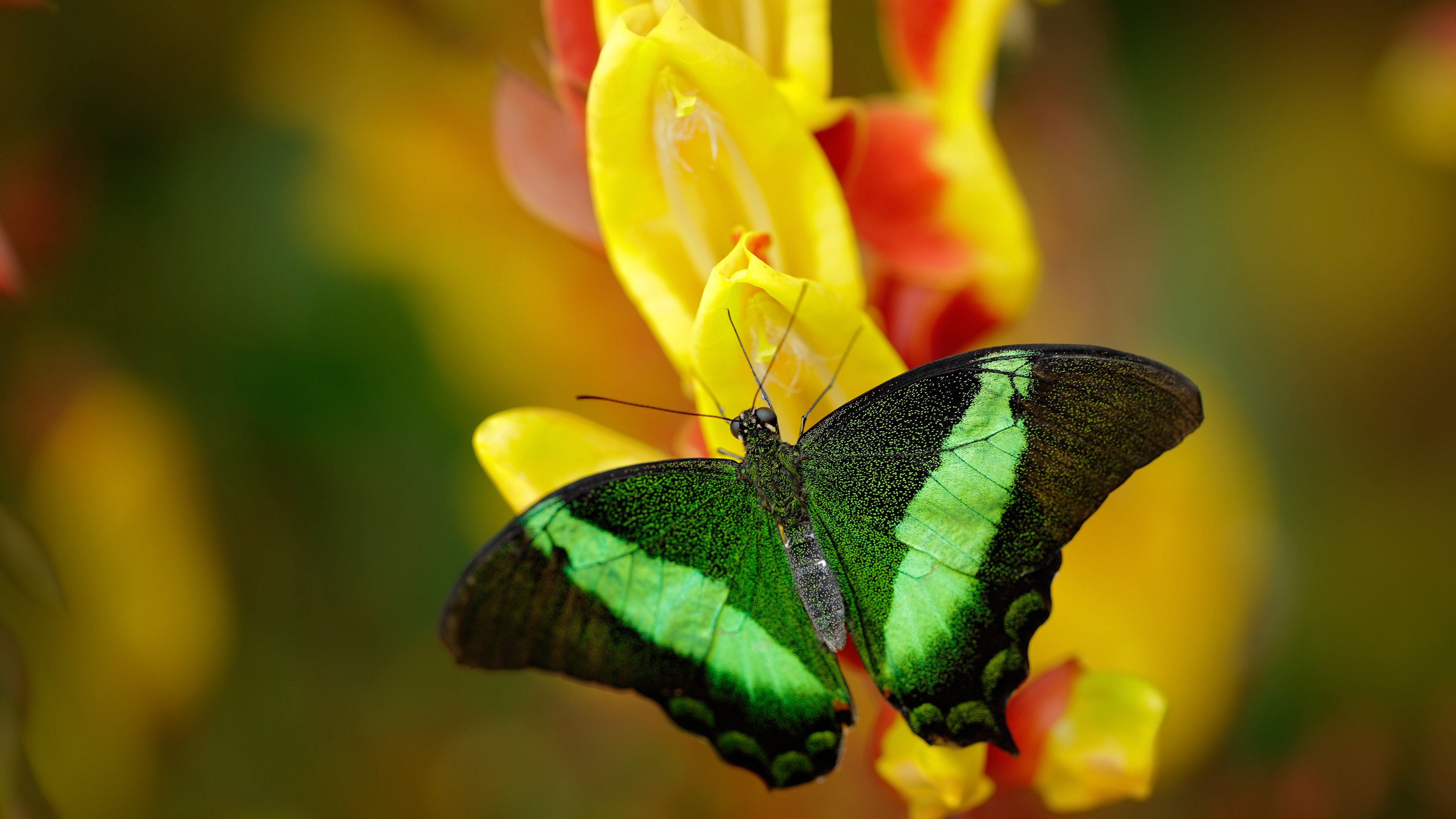 冷雨圣西罗，基耶萨的嘶吼，当哥斯达黎加的雨浇灌了意大利玫瑰