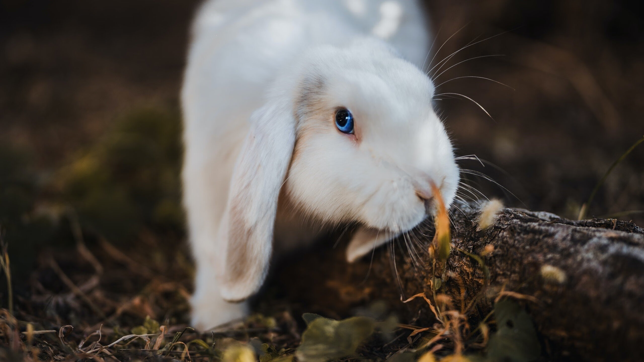 欧洲力量对决，法国队在加时鏖战中险胜勒沃库森