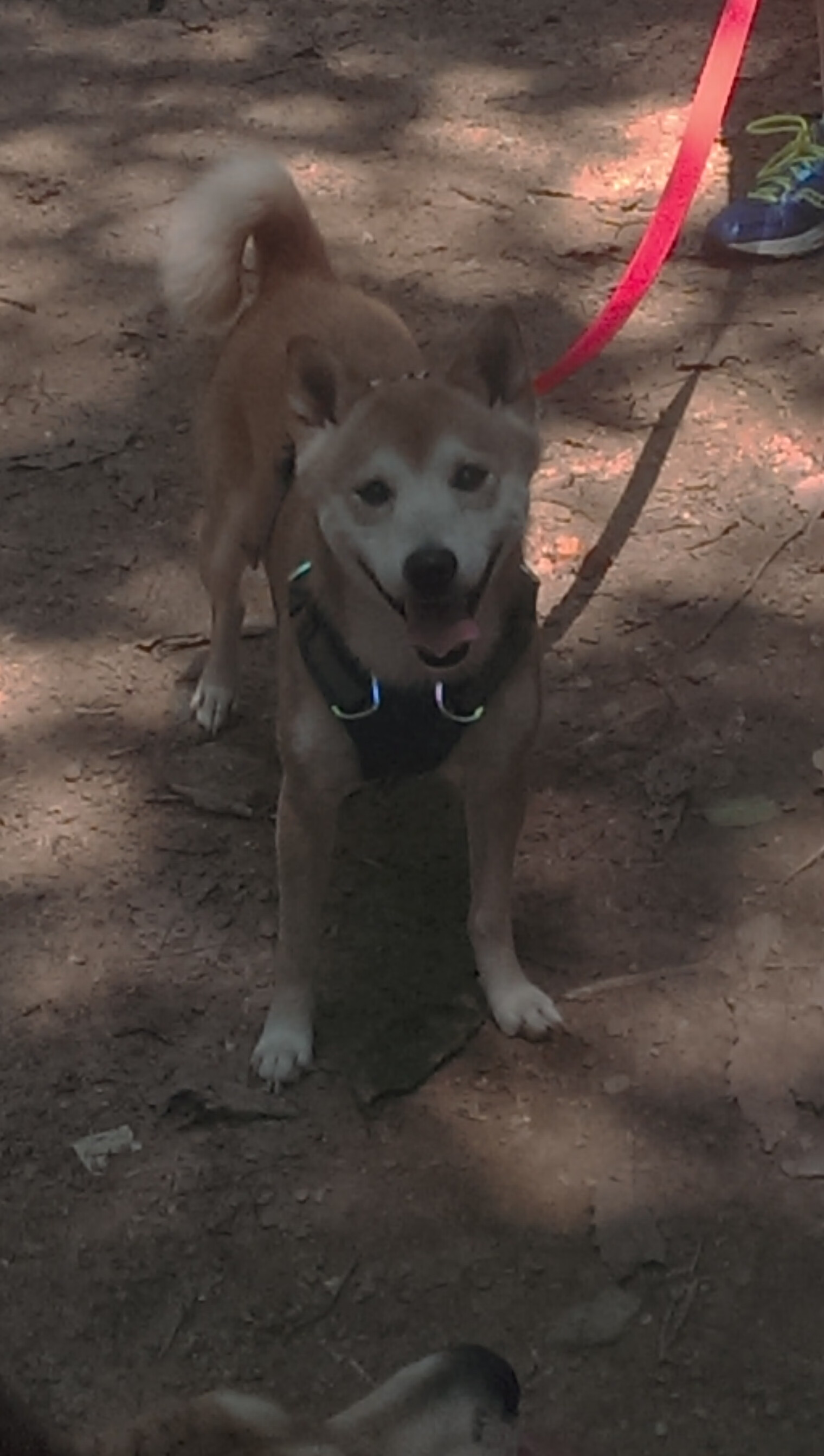 阿克一锤定音，尼斯主场力擒厄瓜多尔彰显强队本色