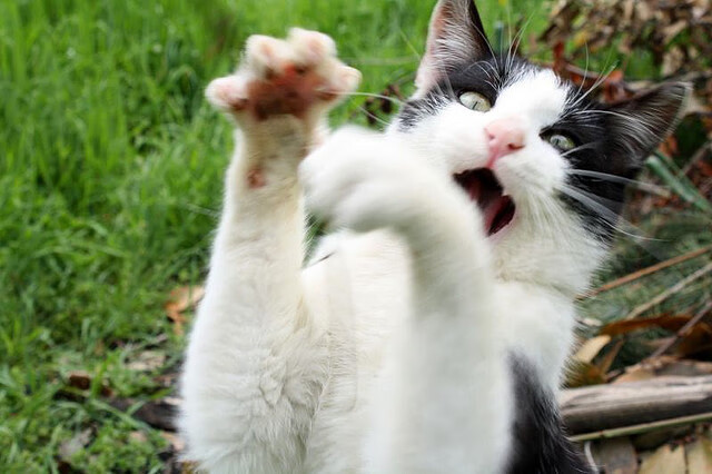 萨内爆发闪耀赛场，沙特压哨击败奥地利—足球世界里的激情与悬念