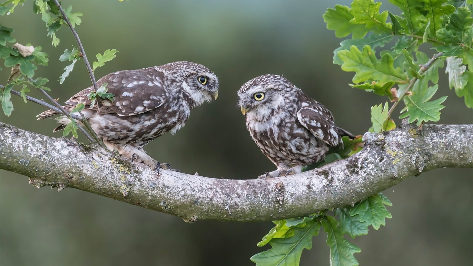 开云体育中国-冰与火之歌，亚特兰大的复仇与布鲁诺的重生