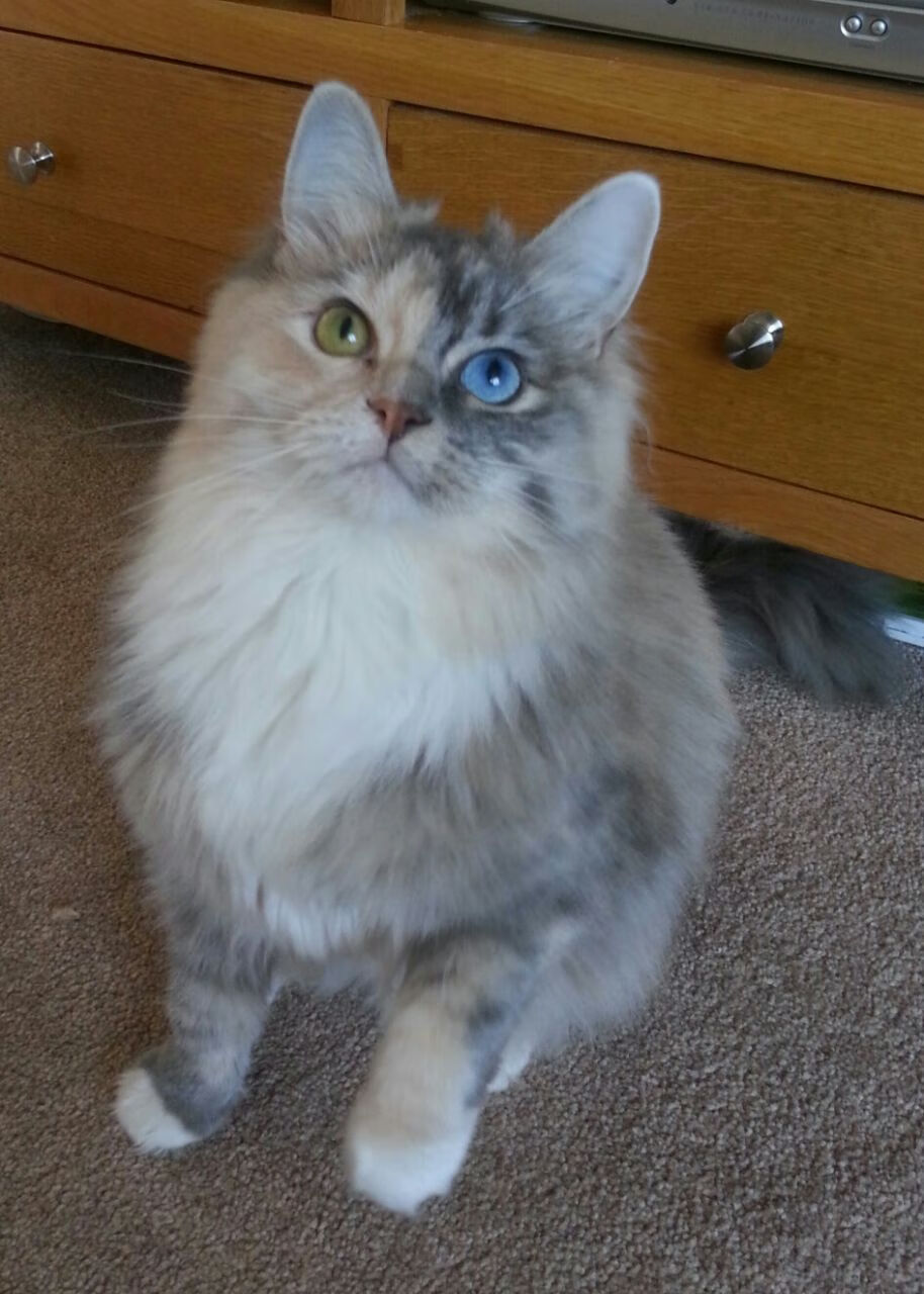 当雄鸡啼破冰封,里昂用一场融化之战写下欧冠新篇