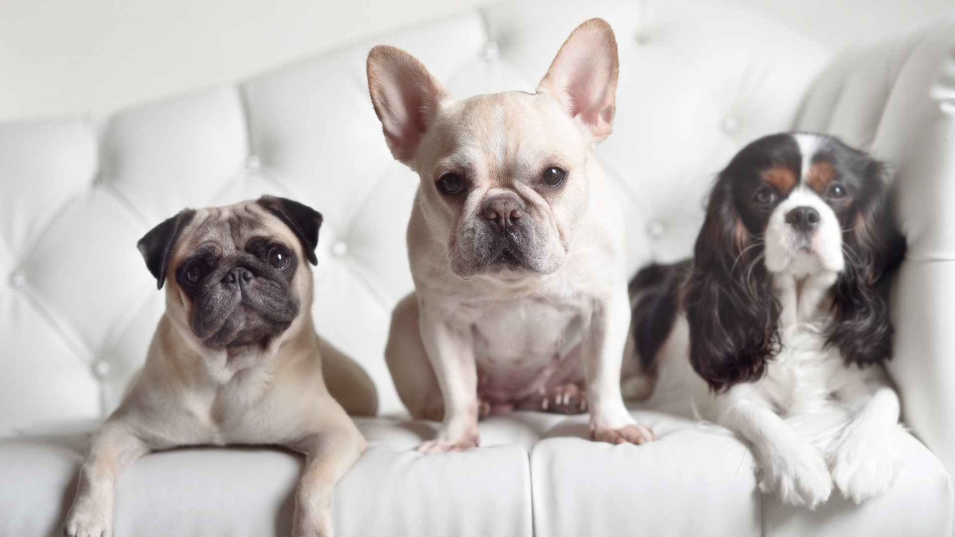 广东队跨洋猎鹰，字母哥孤胆耀四方