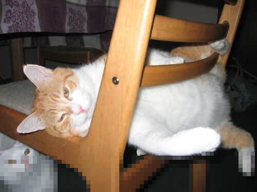 开云体育在线-疯狂高能输出！戈麦斯一人主宰欧冠半决赛之夜