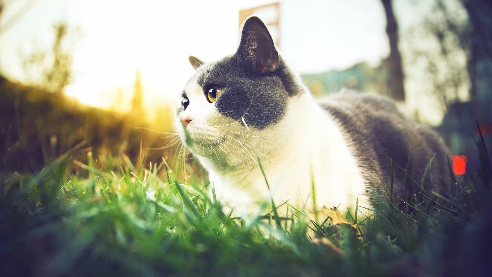 布伦森关键先生发力，快船轻取广厦队展现实力碾压