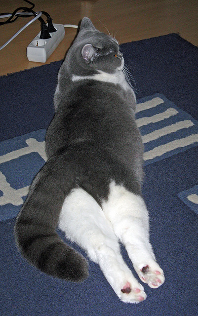 银箭双璧,布鲁诺攻防两端的绝对统治,如何一夜间重塑F1王权?