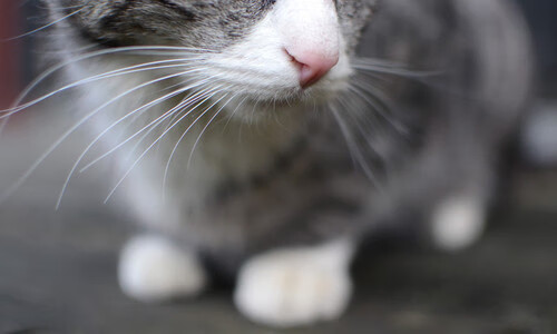 开云体育官网-哈兰德主宰比赛走向，阿森纳力克比利亚雷亚尔