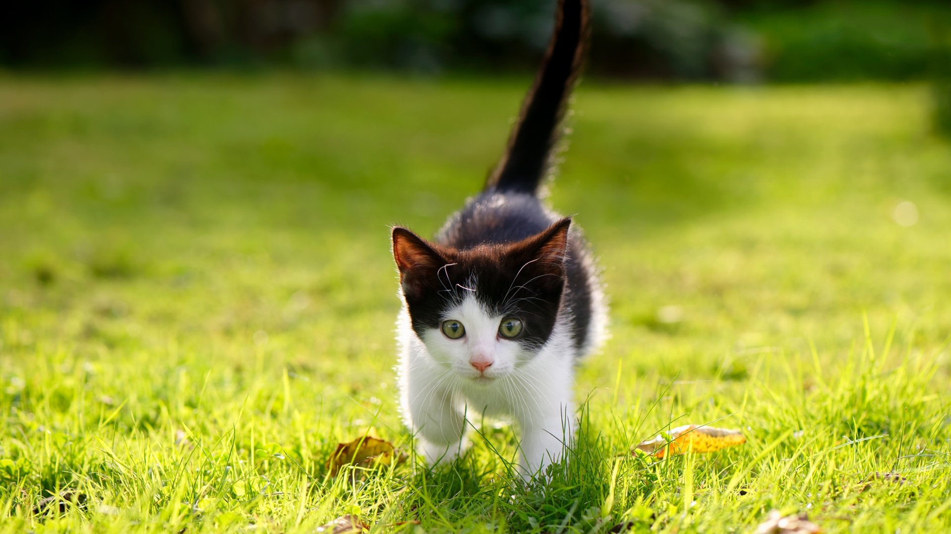 开云体育官网-孔德筑起叹息之墙，雷恩奏响压制狂想曲，一场颠覆法甲格局的双重奏