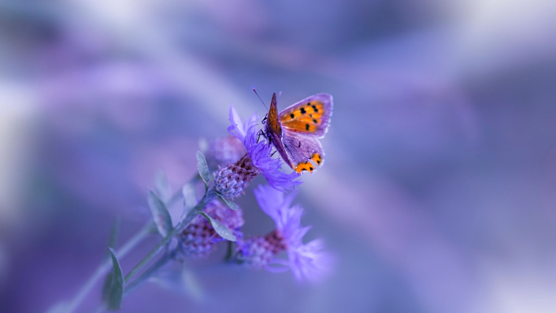 悬念终结者,猛龙与哈登演绎竞技体育的窒息美学