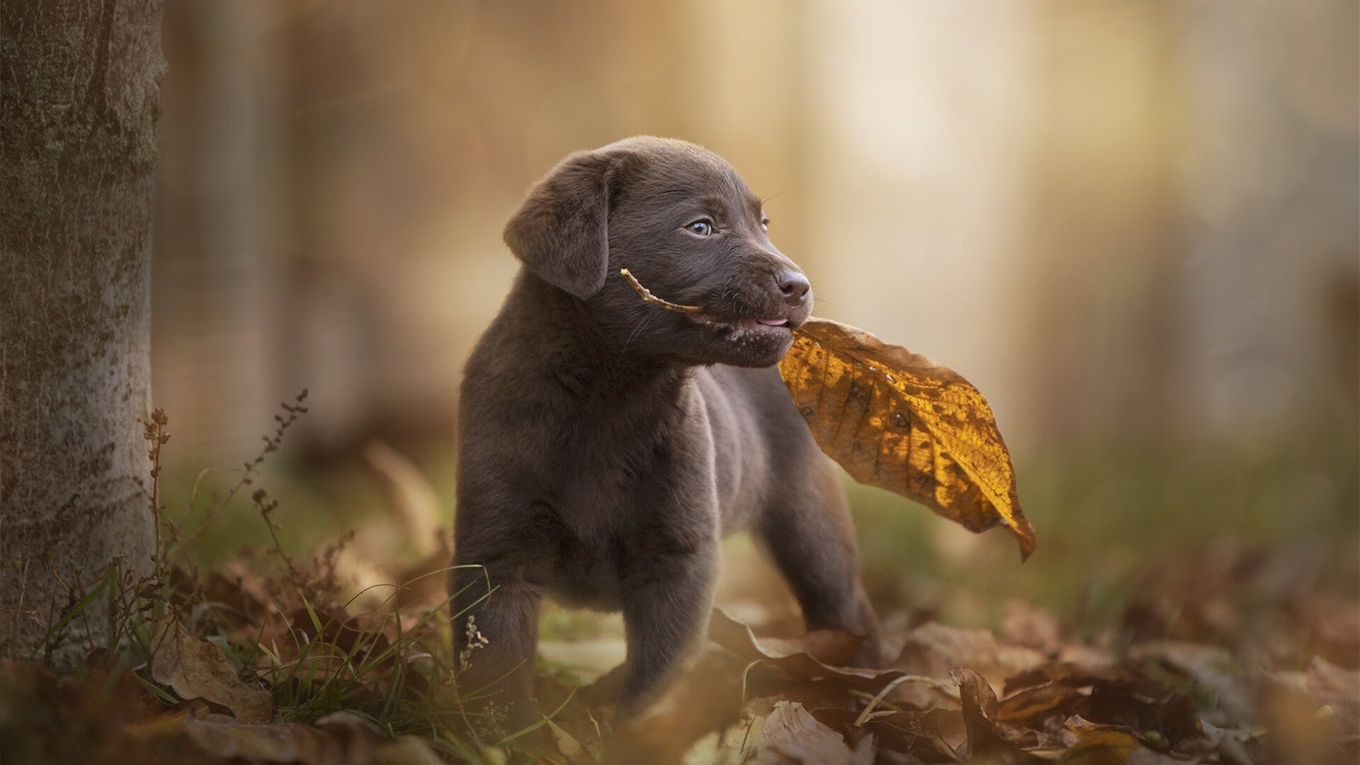 文班亚马跨洋降维打击!37分狂潮撕碎山西,冠军基因初现峥嵘
