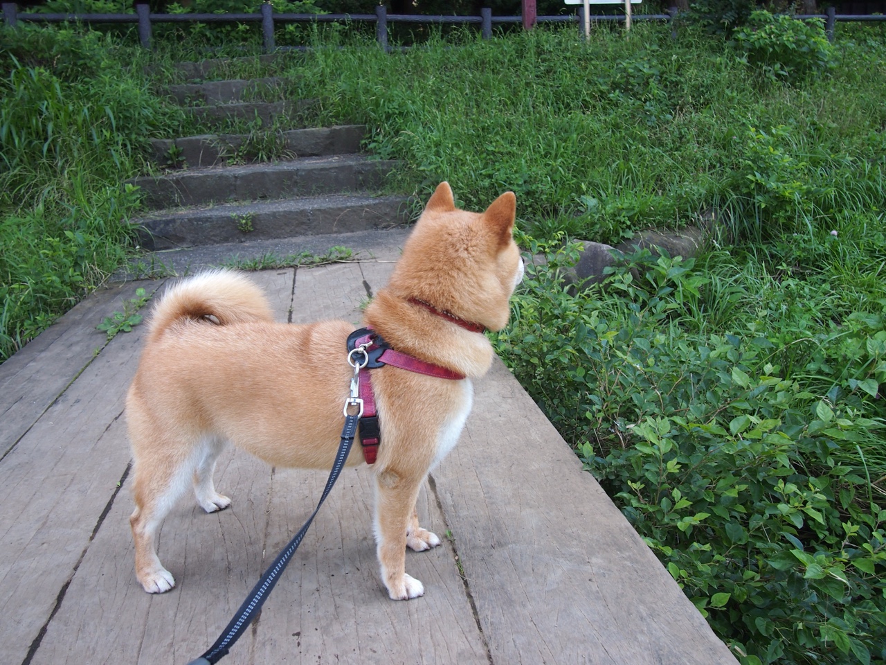 西亚卡姆关键一击!勇士客场力克公牛展韧性