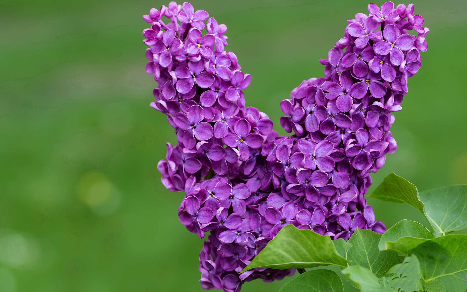 开云官网-银河难敌精密仪器，当文班亚马的个人宇宙遭遇步行者的战术碾压